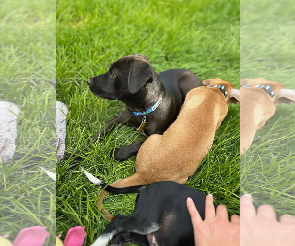 Medium Photo #8 Labrador Retriever-Unknown Mix Puppy For Sale in Sandy, UT, USA