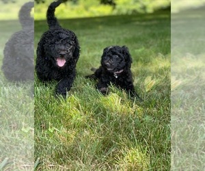 Goldendoodle-Poodle (Standard) Mix Puppy for sale in CLYDE, NC, USA