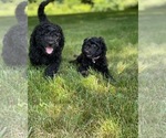 Small Photo #1 Goldendoodle-Poodle (Standard) Mix Puppy For Sale in CLYDE, NC, USA