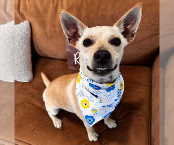 Medium Photo #2 Chihuahua Puppy For Sale in Fort Pierce, FL, USA