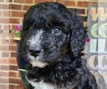 Image preview for Ad Listing. Nickname: Pepper