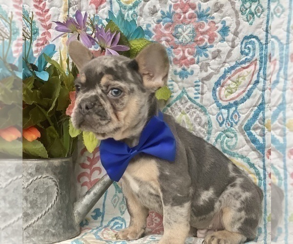 Medium Photo #6 French Bulldog Puppy For Sale in OXFORD, PA, USA