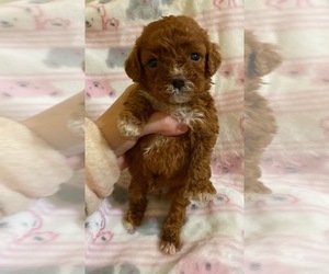 Cavapoo Puppy for sale in CAMPBELLSVILLE, KY, USA