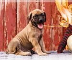 Puppy Breezy Mastiff