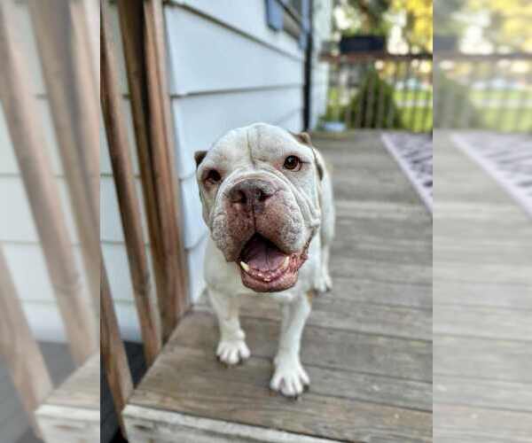 Medium Photo #3 Bull-Boxer Puppy For Sale in Plymouth, MN, USA