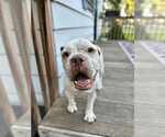 Small #2 Bull-Boxer