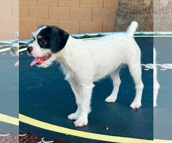 Medium Photo #4 Border Terrier-Unknown Mix Puppy For Sale in Cave Creek, AZ, USA