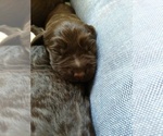 Small Photo #3 Boykin Spaniel Puppy For Sale in SILVER CREEK, GA, USA