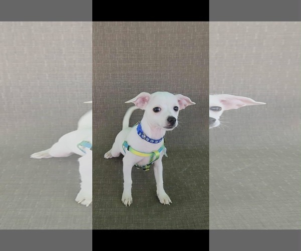 Medium Photo #2 Chihuahua Puppy For Sale in Yuba City, CA, USA