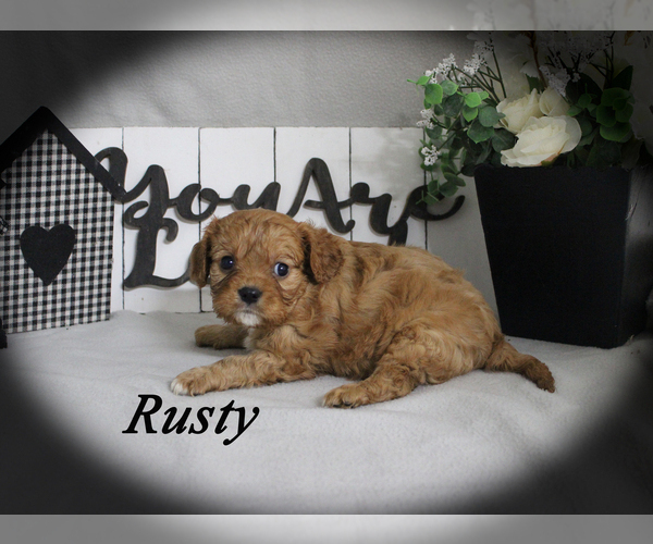 Medium Photo #10 Cavalier King Charles Spaniel Puppy For Sale in CHANUTE, KS, USA