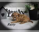 Small #9 Cavalier King Charles Spaniel