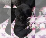 Puppy BLACK FEMALE Labrador Retriever
