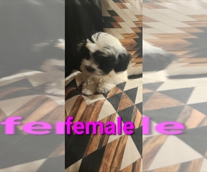 Shih Tzu Puppy for sale in GALLATIN, TN, USA