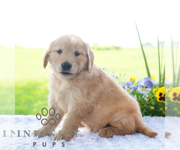 Medium Photo #4 Golden Retriever Puppy For Sale in NEWPORT, PA, USA
