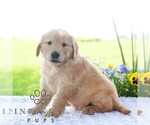 Small #3 Golden Retriever