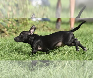 Chiweenie Dogs for adoption in Mechanicsburg, PA, USA