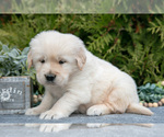 Small #2 English Cream Golden Retriever