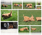 Small #4 Golden Retriever