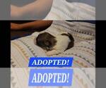 Puppy ADOPTED Patches Maltipoo