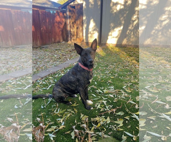 Medium Photo #1 Dutch Shepherd -Unknown Mix Puppy For Sale in Sandy, UT, USA