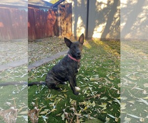 Dutch Shepherd -Unknown Mix Dogs for adoption in Sandy, UT, USA