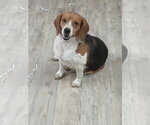 Small Photo #17 Beagle Puppy For Sale in Murfreesboro, NC, USA