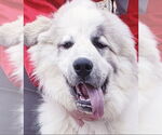 Small #5 Great Pyrenees