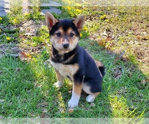 Shiba Inu Puppy for sale in CLARK, MO, USA