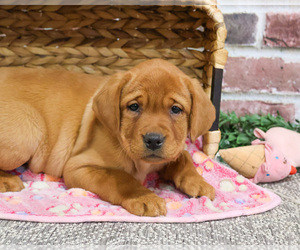 Labrador Retriever Puppy for sale in SYRACUSE, IN, USA