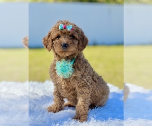 Goldendoodle (Miniature) Puppy for sale in FROSTPROOF, FL, USA