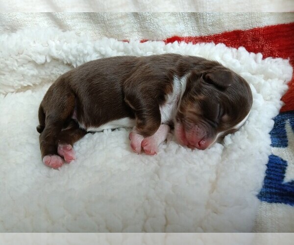 Medium Photo #3 Miniature Australian Shepherd Puppy For Sale in BONNERS FERRY, ID, USA