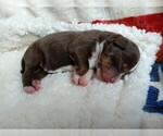 Small Photo #25 Miniature Australian Shepherd Puppy For Sale in BONNERS FERRY, ID, USA