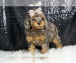 Small #9 Poodle (Toy)
