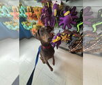 Small #4 Doberman Pinscher