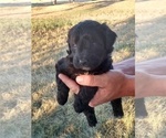 Small Photo #1 Aussiedoodle Miniature -Unknown Mix Puppy For Sale in VAUGHN, MT, USA
