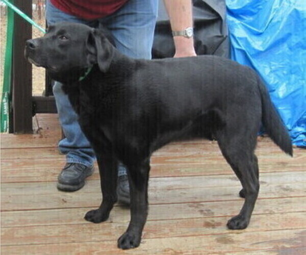 Medium Photo #9 Labrador Retriever Puppy For Sale in ORANGE, MA, USA