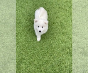 Samoyed Puppy for sale in LAKEWOOD, CA, USA
