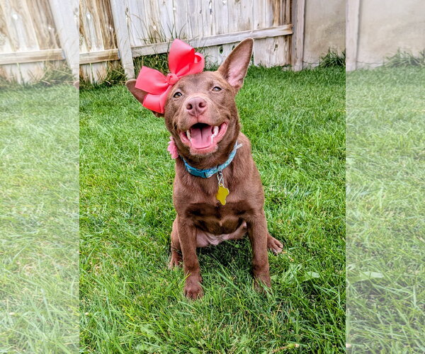 Medium Photo #1 Australian Kelpie-Unknown Mix Puppy For Sale in Sandy, UT, USA