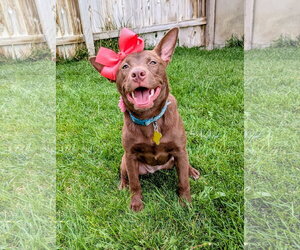 Australian Kelpie-Unknown Mix Dogs for adoption in Sandy, UT, USA