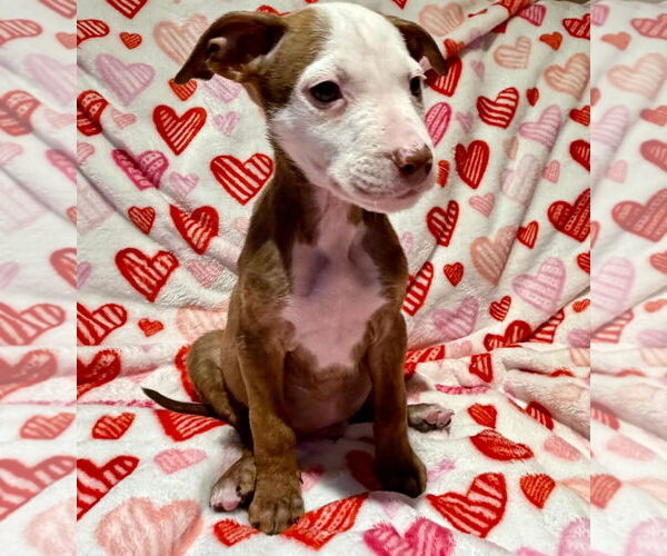 Medium Photo #5 Mutt Puppy For Sale in Plainfield, IL, USA