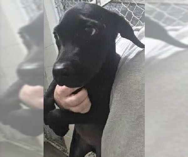 Medium Photo #2 Labrador Retriever Puppy For Sale in garner, NC, USA