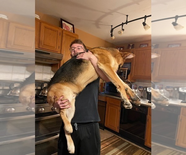 Medium Photo #30 German Shepherd Dog Puppy For Sale in LA FAYETTE, NY, USA