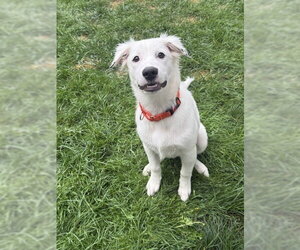 Daphne (D Pups) - Female Great Pyrenees-Unknown Mix Dog for Adoption - Photo #40