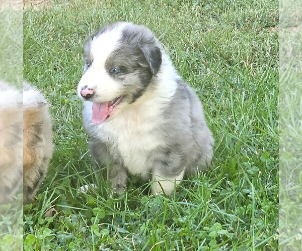Medium Photo #2 Australian Shepherd Puppy For Sale in NELSON, VA, USA