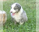 Theo - Male Australian Shepherd Puppy for Sale - Photo #2