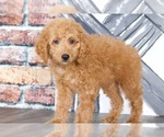 Small Photo #1 Bichpoo Puppy For Sale in BEL AIR, MD, USA