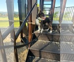 Small #13 Mutt