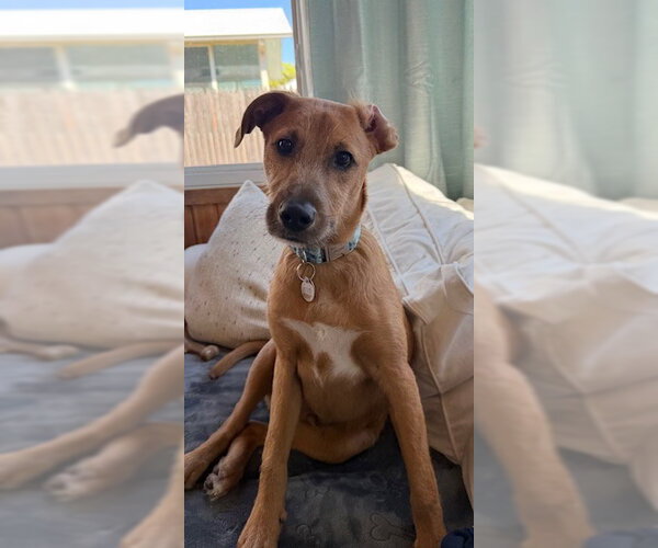 Medium Photo #2 Mutt Puppy For Sale in Woodbury, NY, USA