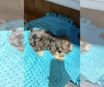 Small #2 Yorkshire Terrier