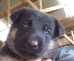 Small Photo #11 German Shepherd Dog Puppy For Sale in EASLEY, SC, USA